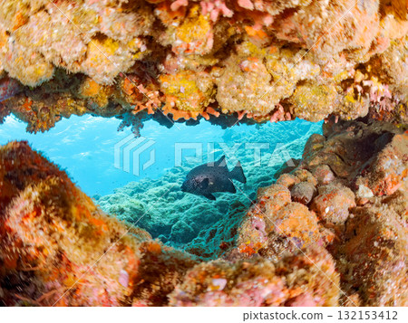 Stonefish and other fish in the cave. Nakagi Hirizo Beach, Minamiizu Town, Izu Peninsula, Shizuoka Prefecture - 2025 Stonefish and other fish in the cave. Nakagi Hirizo Beach, Minamiizu Town, Izu Peninsula, Shizuoka Prefecture - 2025 132153412