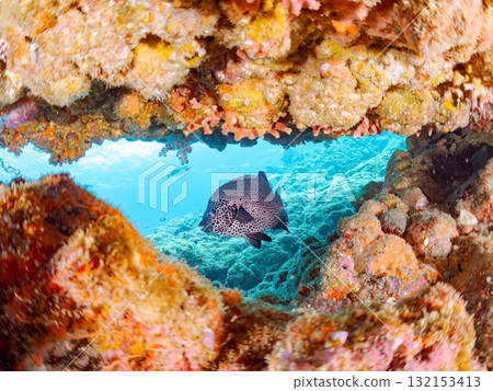 Stonefish and other fish in the cave. Nakagi Hirizo Beach, Minamiizu Town, Izu Peninsula, Shizuoka Prefecture - 2025 132153413
