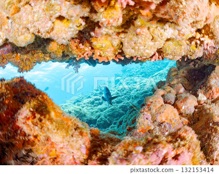 洞穴中的石魚和其他魚類。靜岡縣伊豆半島南伊豆町中木寬藏海灘 - 2025 132153414