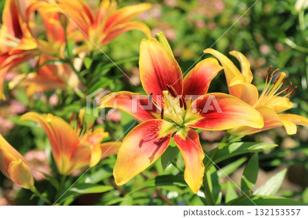 花園裡盛開的百合花 花園裡盛開的百合花 132153557