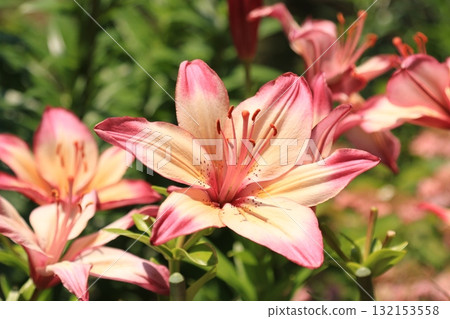 Lilies blooming in the garden 132153558