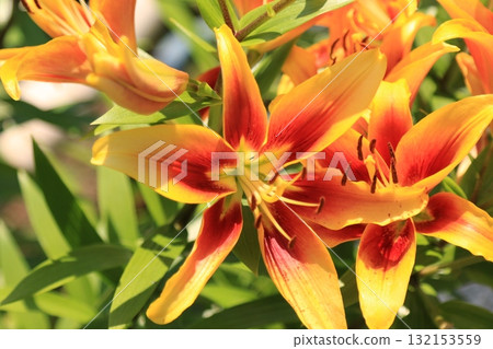Lilies blooming in the garden 132153559