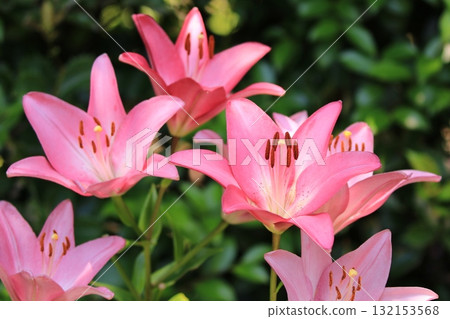 Lilies blooming in the garden 132153568
