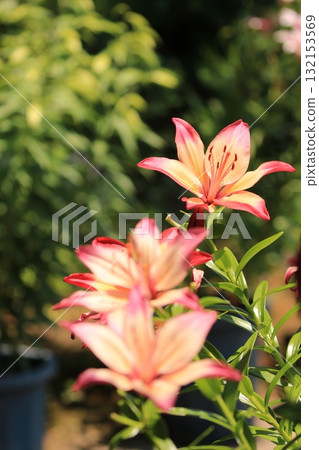 花園裡盛開的百合花 132153569