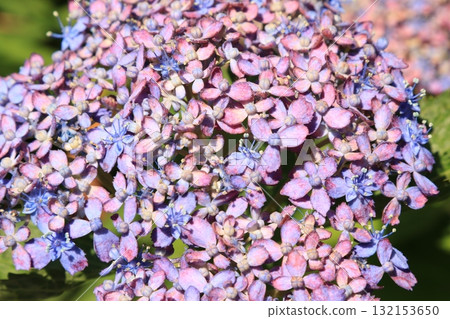 Hydrangeas blooming in the garden Hydrangeas blooming in the garden 132153650