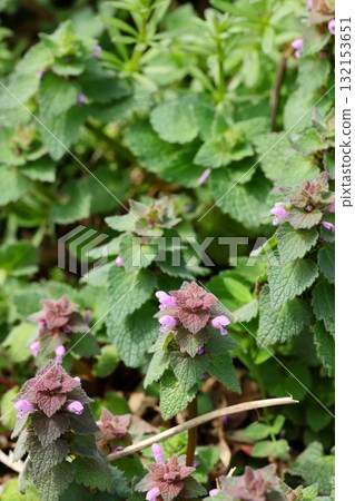 Lamium purpureum 特寫（垂直位置） 132153651