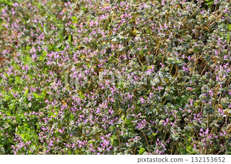 Henbit that blooms all over 132153652