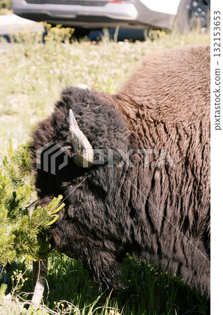 Bison Scene 7 132153653