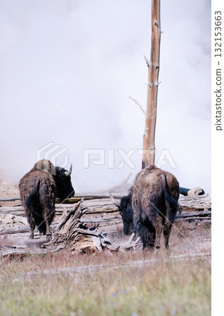 Bison Scene 5 132153663