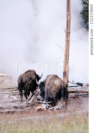 野牛場景 6 野牛場景 6 132153664