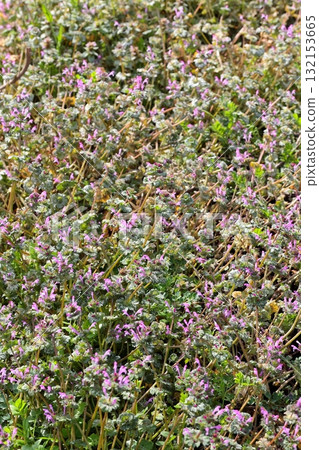 一片盛開的紫花地丁香花田(垂直位置) 一片盛開的紫花地丁香花田(垂直位置) 132153665