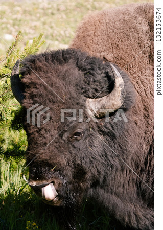 Bison Scene 11 132153674