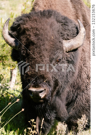 Bison Scene 13 132153676
