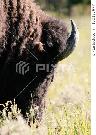 野牛場景 14 野牛場景 14 132153677