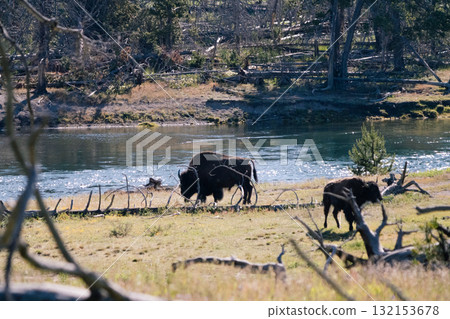 野牛場景 15 野牛場景 15 132153678