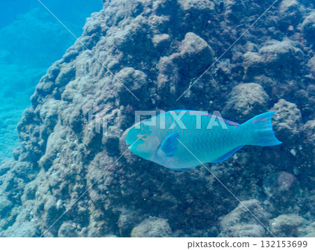 Beautiful Hibudai and others. Nakagi Hirizo Beach, Minamiizu Town, Izu Peninsula, Shizuoka Prefecture - 2025 132153699