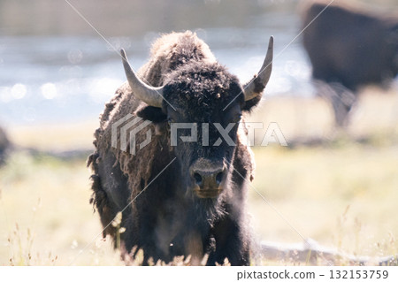Bison Scene 24 132153759