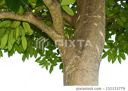 郵局樹“塔拉尤” 郵局樹“塔拉尤” 132153779