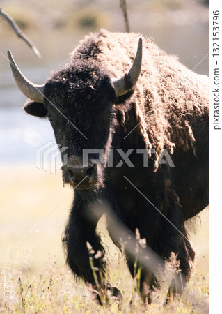 野牛場景 34 野牛場景 34 132153796