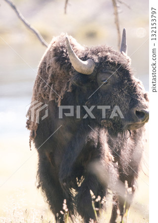Bison Scene 35 132153797