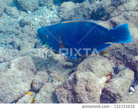 美麗的鸚嘴魚等。靜岡縣伊豆半島南伊豆町中木飛騎海岸 - 2025 132153810