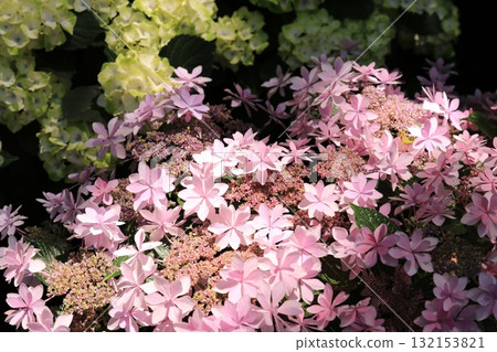 花園裡盛開的繡球花 132153821