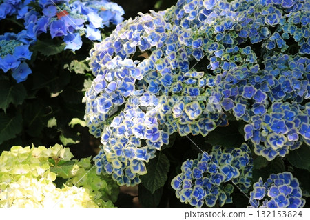 花園裡盛開的繡球花 花園裡盛開的繡球花 132153824