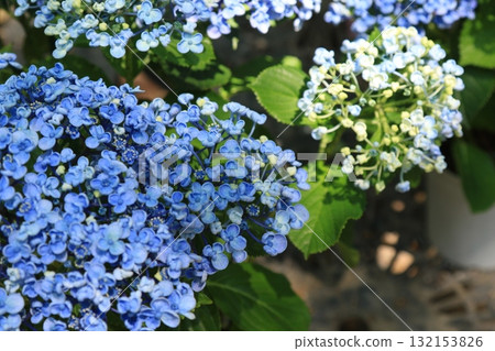 Hydrangeas blooming in the garden Hydrangeas blooming in the garden 132153826