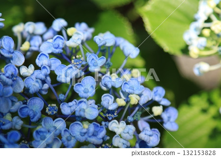 Hydrangeas blooming in the garden 132153828
