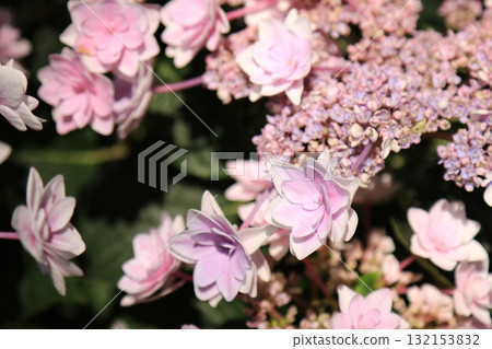 花園裡盛開的繡球花 花園裡盛開的繡球花 132153832