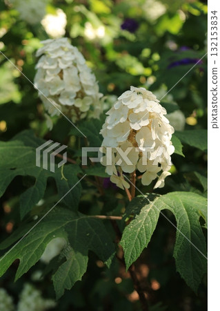 花園裡盛開的繡球花 花園裡盛開的繡球花 132153834