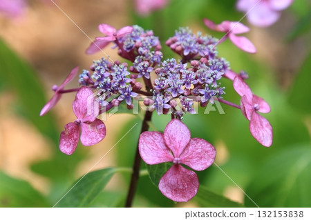 Hydrangeas blooming in the garden 132153838
