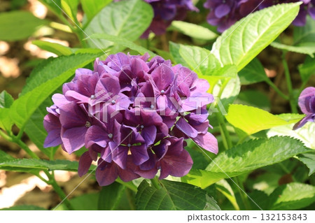 花園裡盛開的繡球花 花園裡盛開的繡球花 132153843