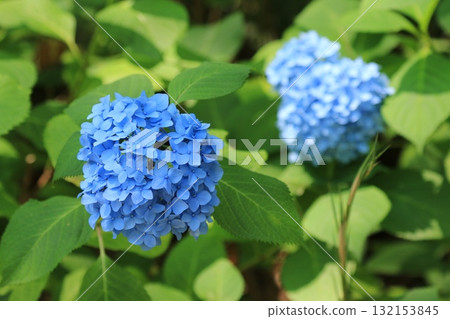 Hydrangeas blooming in the garden 132153845