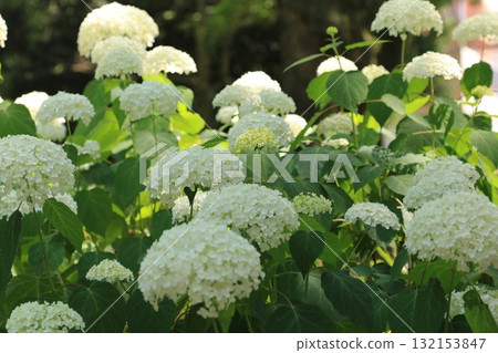 花園裡盛開的繡球花 132153847