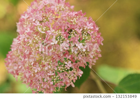 花園裡盛開的繡球花 132153849