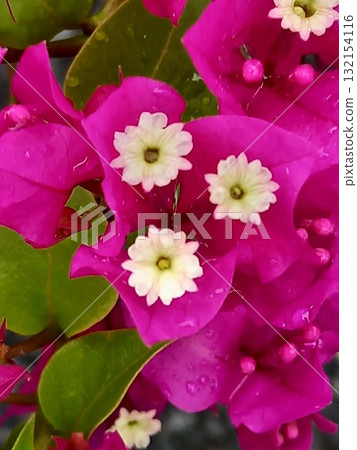 Bougainvillea flowers Bougainvillea flowers 132154116