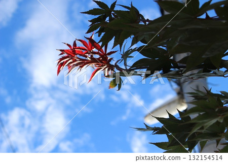 Autumn leaves shining against the blue sky 132154514