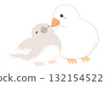 斑胸草雀，父母與孩子的鳥 132154522