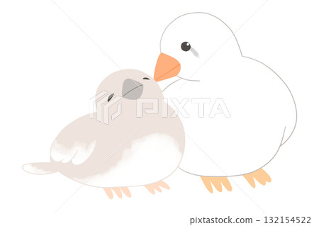 斑胸草雀，父母與孩子的鳥 132154522