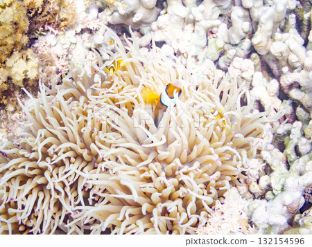 可愛的小丑魚一家。美麗的珊瑚礁和成群的熱帶魚。沖繩縣島尻郡慶良間諸島座間味島阿室島 - 2025 132154596