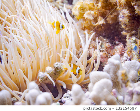 可愛的小丑魚一家。美麗的珊瑚礁和成群的熱帶魚。沖繩縣島尻郡慶良間諸島座間味島阿室島 - 2025 132154597