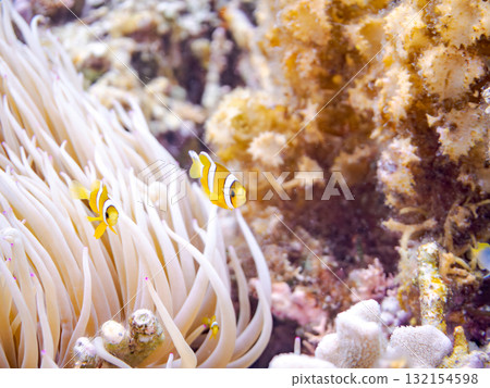 A cute family of clownfish. Beautiful coral reefs and schools of tropical fish. Okinawa Prefecture, Shimajiri District, Kerama Islands, Zamami Island, Amuro Island - 2025 132154598