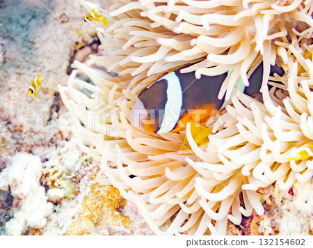 A cute family of clownfish. Beautiful coral reefs and schools of tropical fish. Okinawa Prefecture, Shimajiri District, Kerama Islands, Zamami Island, Amuro Island - 2025 132154602