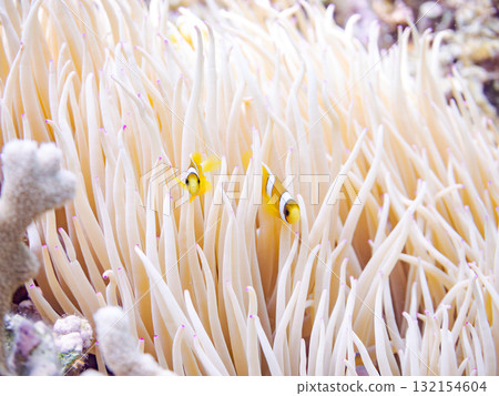 A cute family of clownfish. Beautiful coral reefs and schools of tropical fish. Okinawa Prefecture, Shimajiri District, Kerama Islands, Zamami Island, Amuro Island - 2025 132154604
