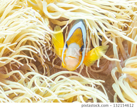 可愛的小丑魚一家。美麗的珊瑚礁和成群的熱帶魚。沖繩縣島尻郡慶良間諸島座間味島阿室島 - 2025 132154612