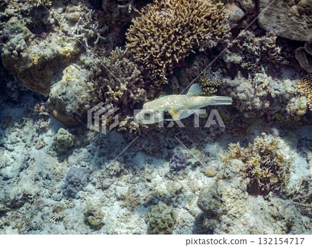 A beautiful coral reef and a school of tropical fish. Okinawa Prefecture, Shimajiri District, Kerama Islands, Zamami Island, Amuro Island - 2025 132154717