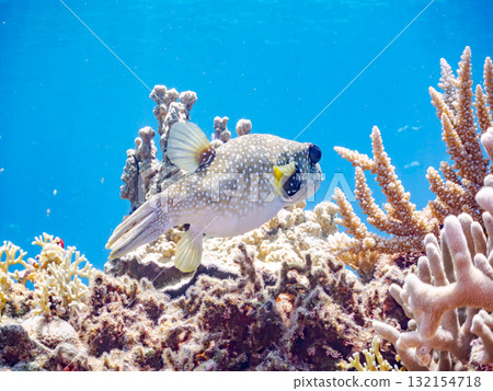 美麗的珊瑚礁和一群熱帶魚。沖繩縣島尻郡慶良間諸島座間味島阿室島 - 2025 美麗的珊瑚礁和一群熱帶魚。沖繩縣島尻郡慶良間諸島座間味島阿室島 - 2025 132154718