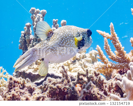 A beautiful coral reef and a school of tropical fish. Okinawa Prefecture, Shimajiri District, Kerama Islands, Zamami Island, Amuro Island - 2025 132154719