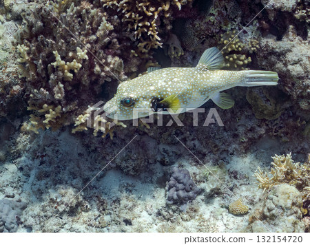 A beautiful coral reef and a school of tropical fish. Okinawa Prefecture, Shimajiri District, Kerama Islands, Zamami Island, Amuro Island - 2025 132154720
